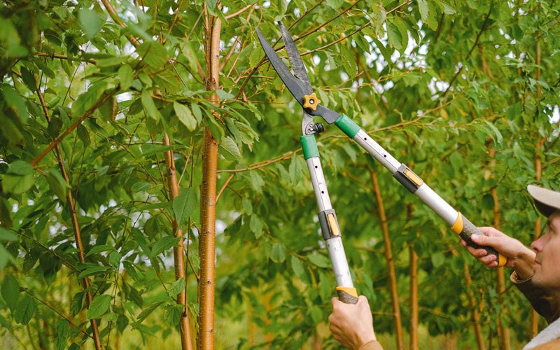 Tree trimming in Joseph, OR